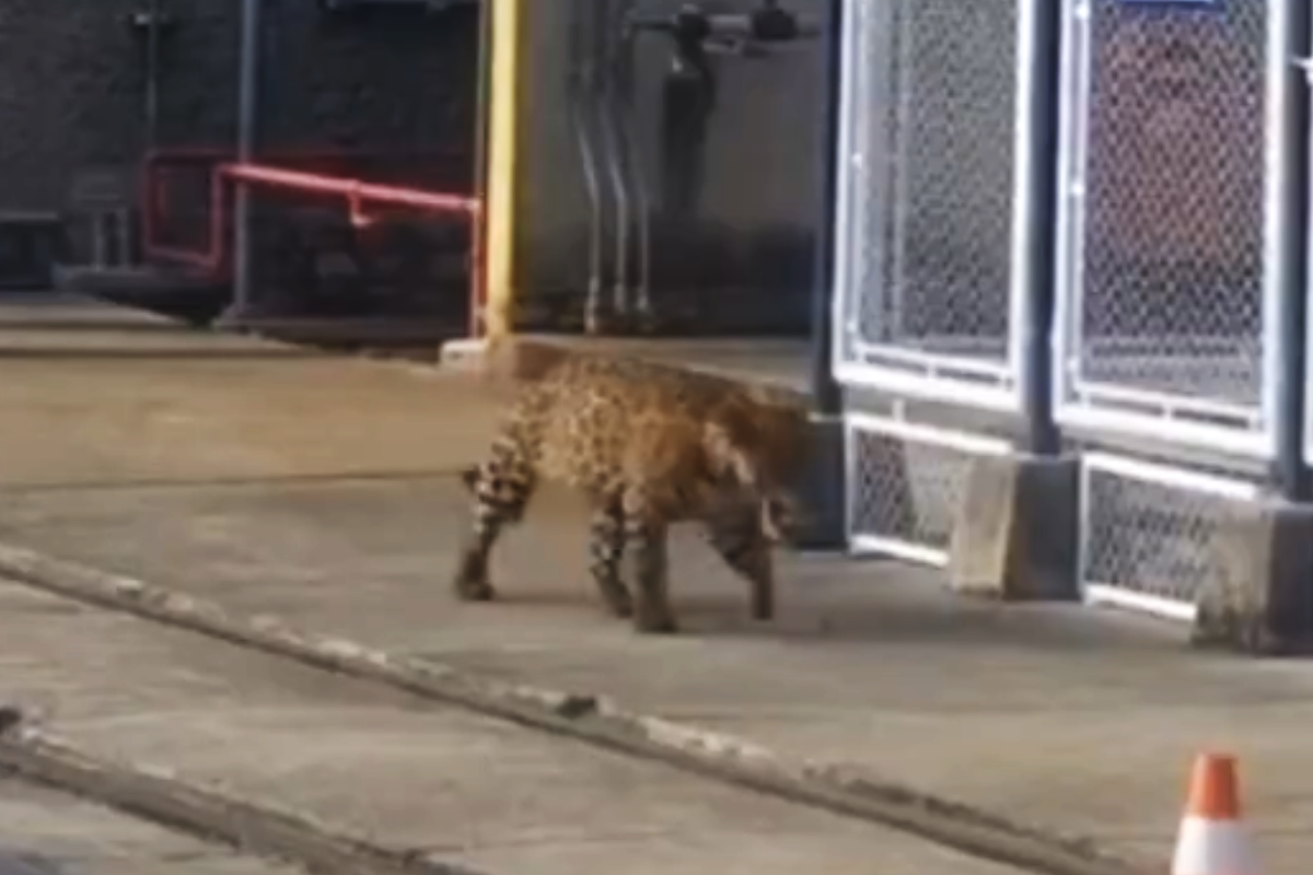 Onça é filmada em usina hidrelétrica no Tocantins